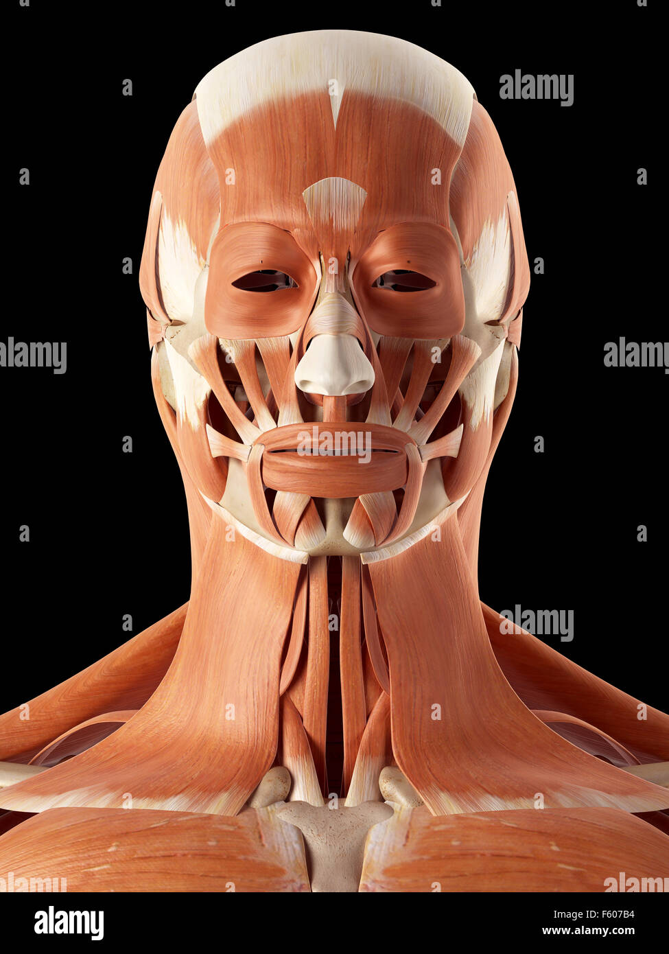 Medical accurata illustrazione della testa e muscoli del collo Foto Stock