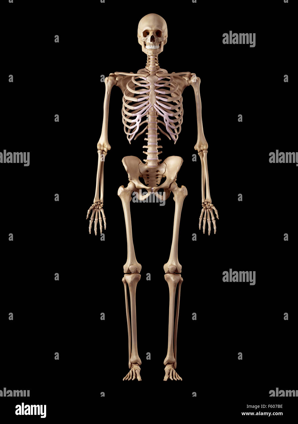 Medical accurata illustrazione dello scheletro umano Foto Stock