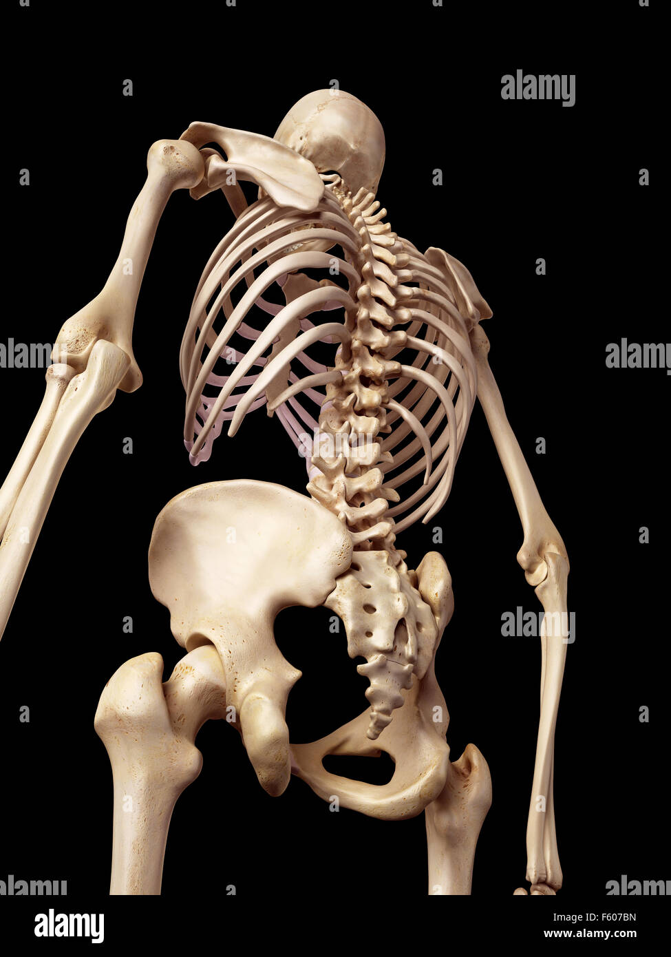 Medical accurata illustrazione dello scheletro indietro Foto Stock