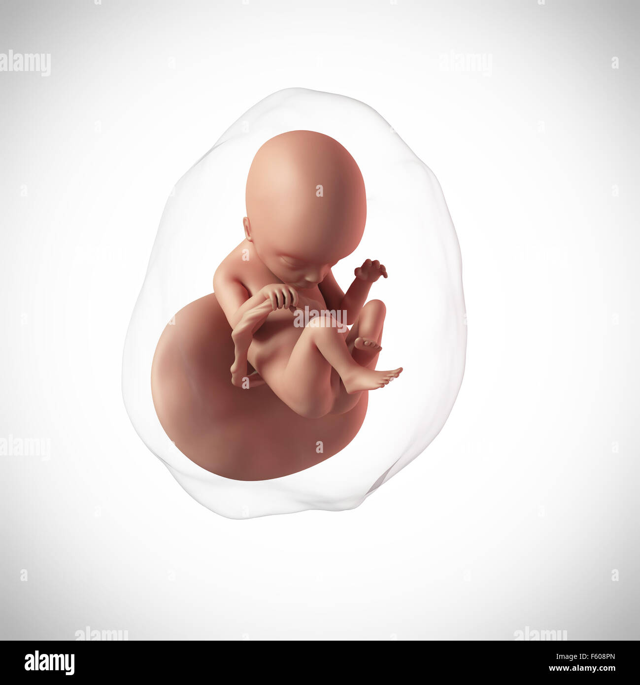 Sviluppo settimanale di un feto umano - Settimana 18 Foto Stock