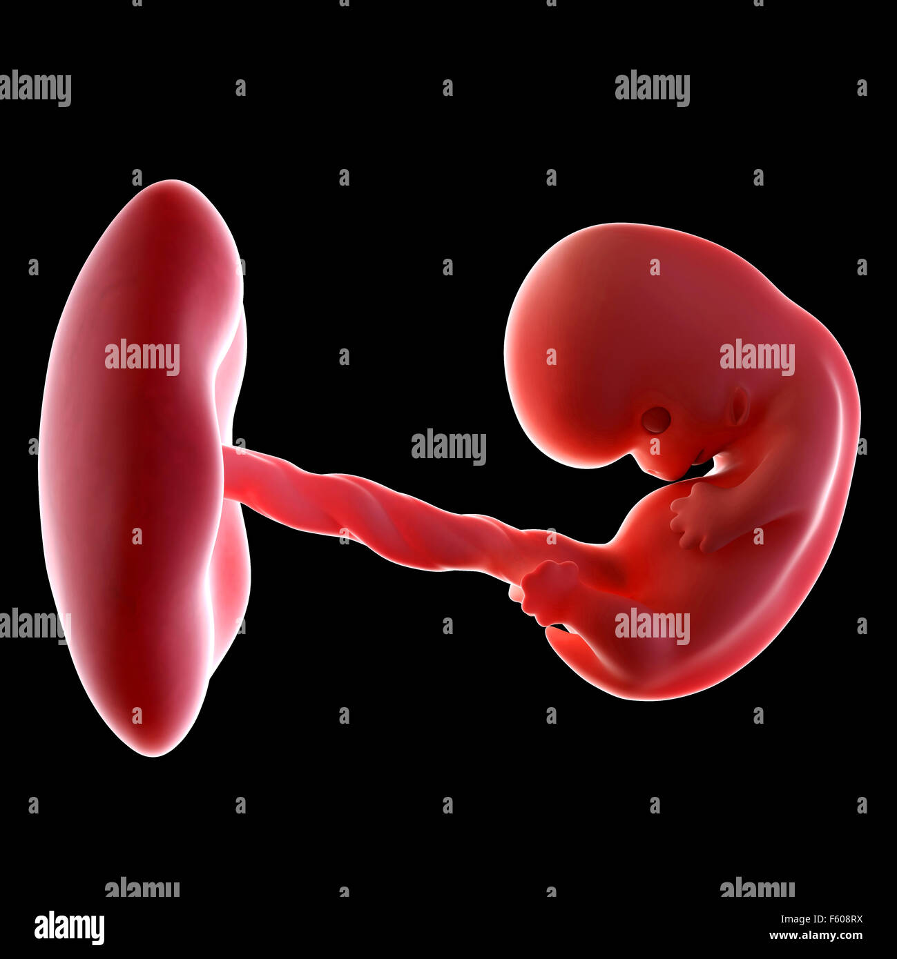 Medical accurata illustrazione di un embrione settimana 8 Foto Stock