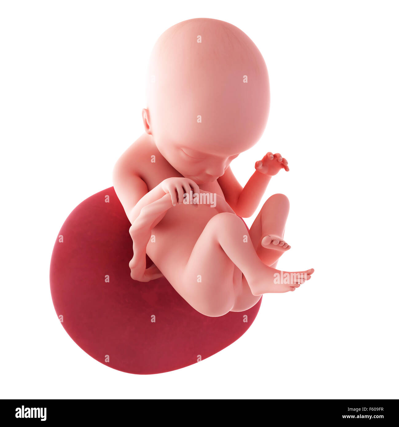 Medical accurata illustrazione di un feto - Settimana 18 Foto Stock