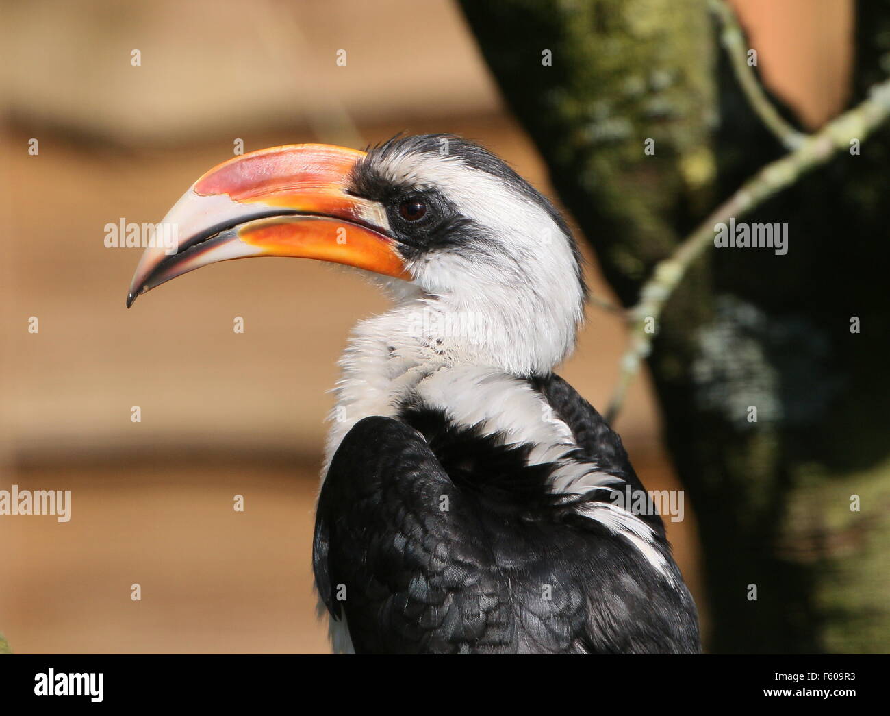 Africa maschio Von der Decken's Hornbill (Tockus deckeni), visto di profilo Foto Stock