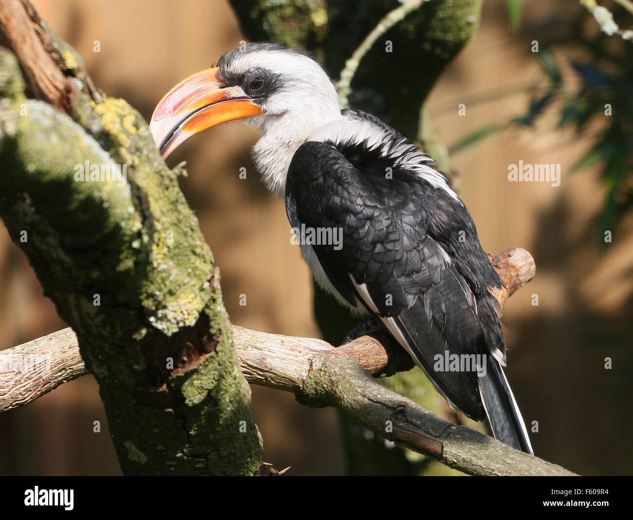 Africa maschio Von der Decken's Hornbill (Tockus deckeni) in una struttura ad albero Foto Stock