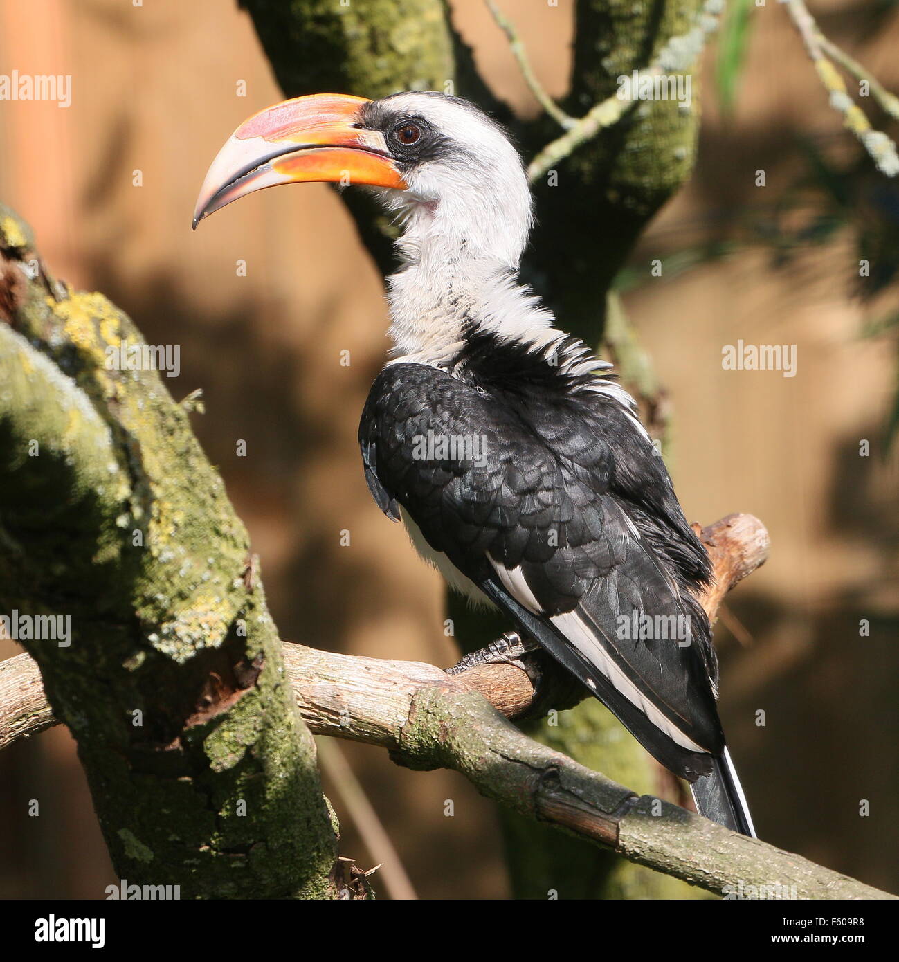 Africa maschio Von der Decken's Hornbill (Tockus deckeni) Foto Stock