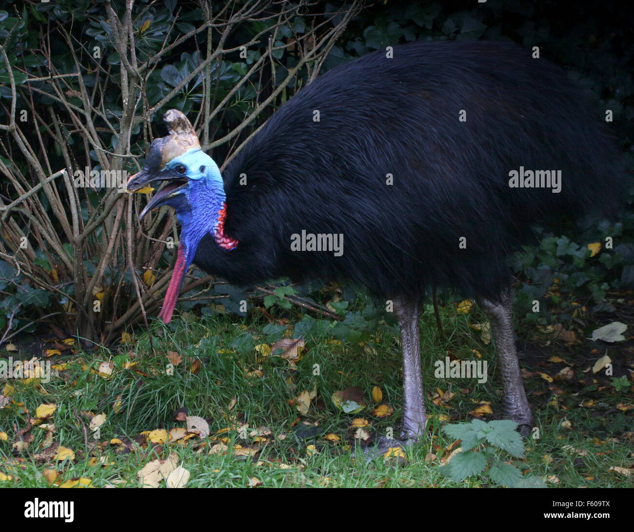 Australian casuario meridionale (Casuarius casuarius) a.k.a. doppia casuario wattled o due wattled casuario Foto Stock
