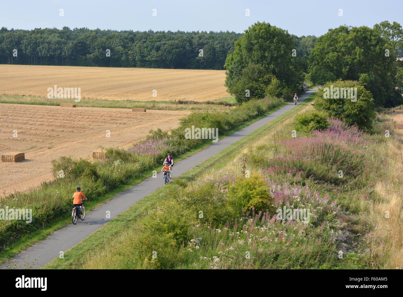 I ciclisti su un vicolo del paese confina con fiori di campo e i campi al momento del raccolto in tarda estate, vicino a Escrick, nello Yorkshire, Inghilterra Foto Stock