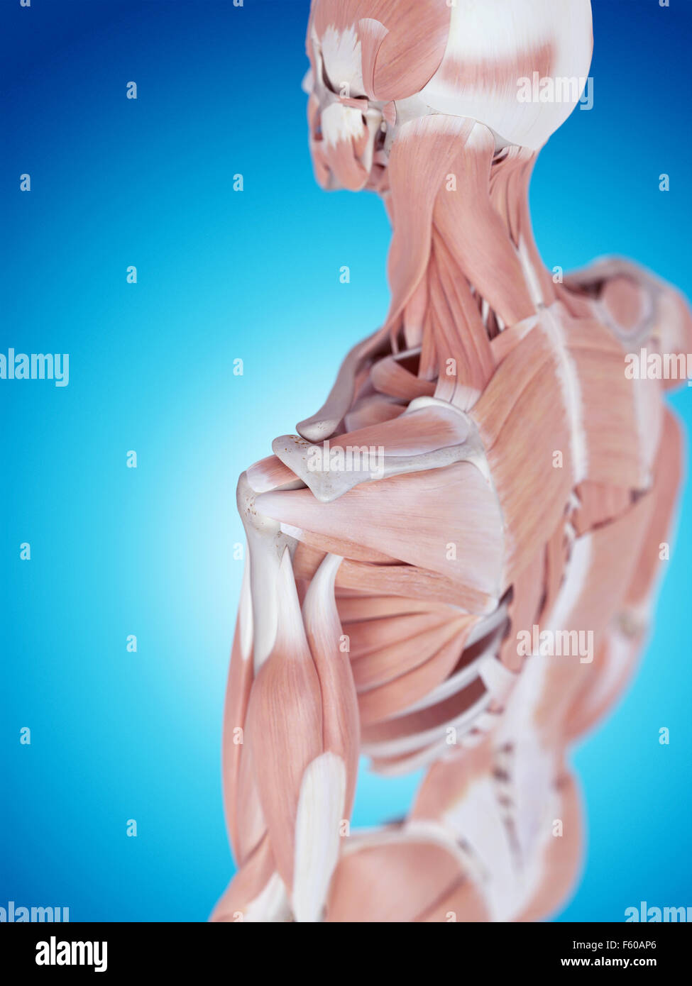 Dal punto di vista medico illustrazione accurata della spalla anatomia Foto Stock
