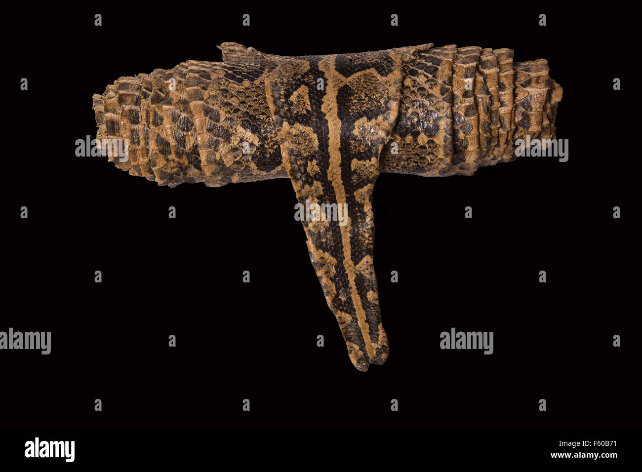 Pelle marrone snake avvolto su uno sfondo nero Foto Stock