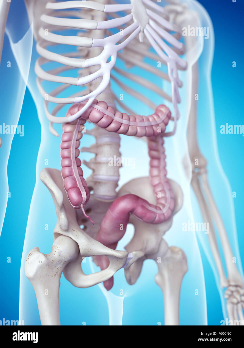 Dal punto di vista medico illustrazione accurata del colon Foto Stock