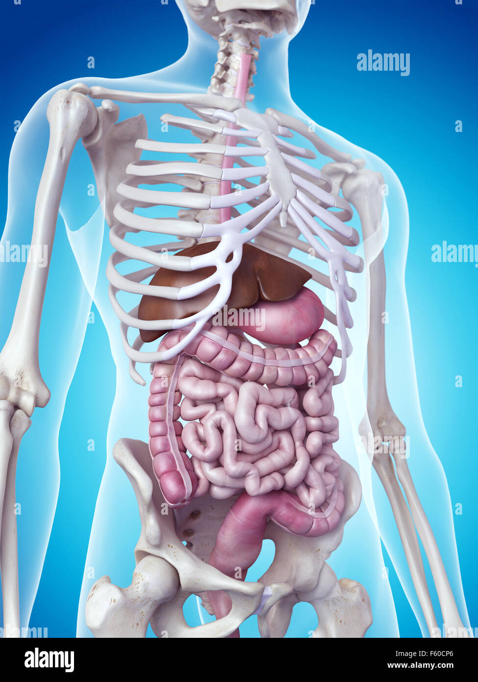 Dal punto di vista medico illustrazione accurata del sistema digestivo Foto Stock