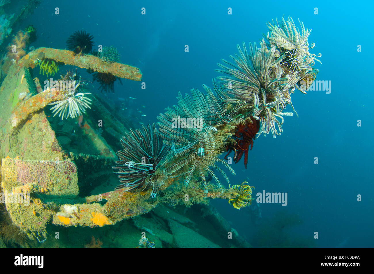 Crinoidi Foto Stock