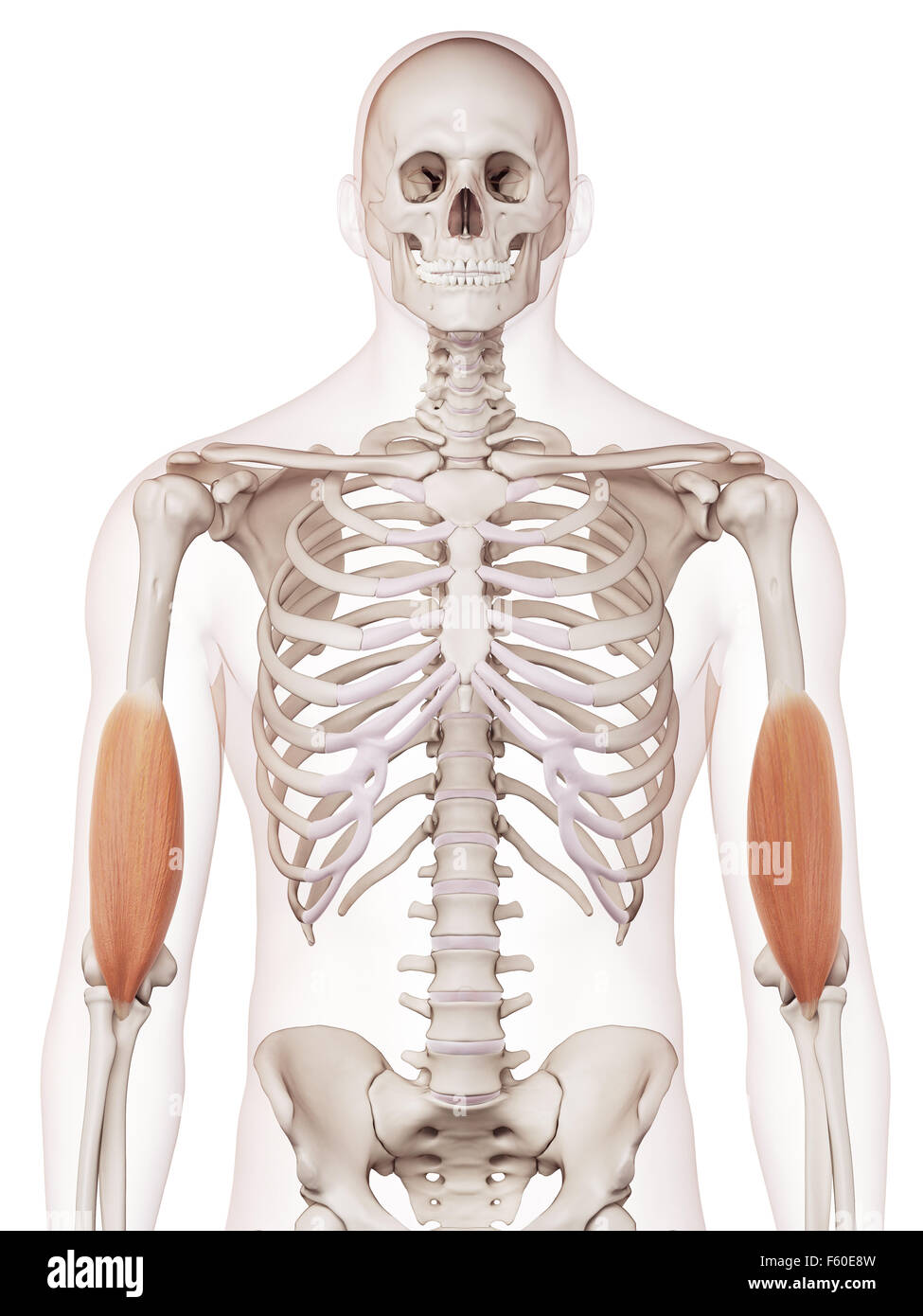 Dal punto di vista medico il muscolo accurata illustrazione del brachialis Foto Stock