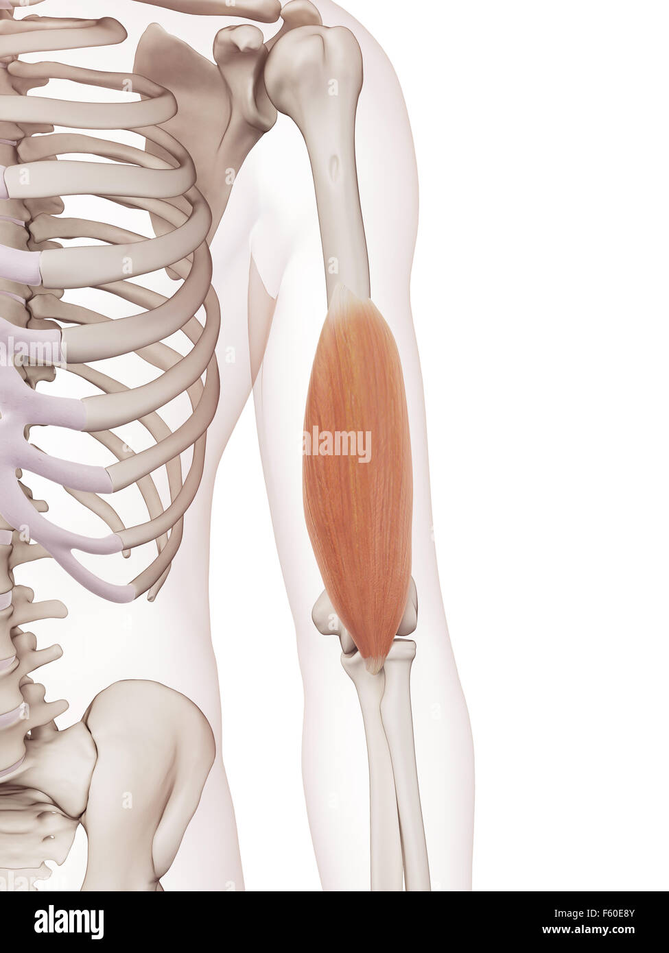 Dal punto di vista medico il muscolo accurata illustrazione del brachialis Foto Stock