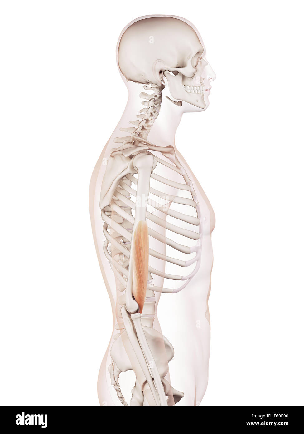 Dal punto di vista medico il muscolo accurata illustrazione del brachialis Foto Stock