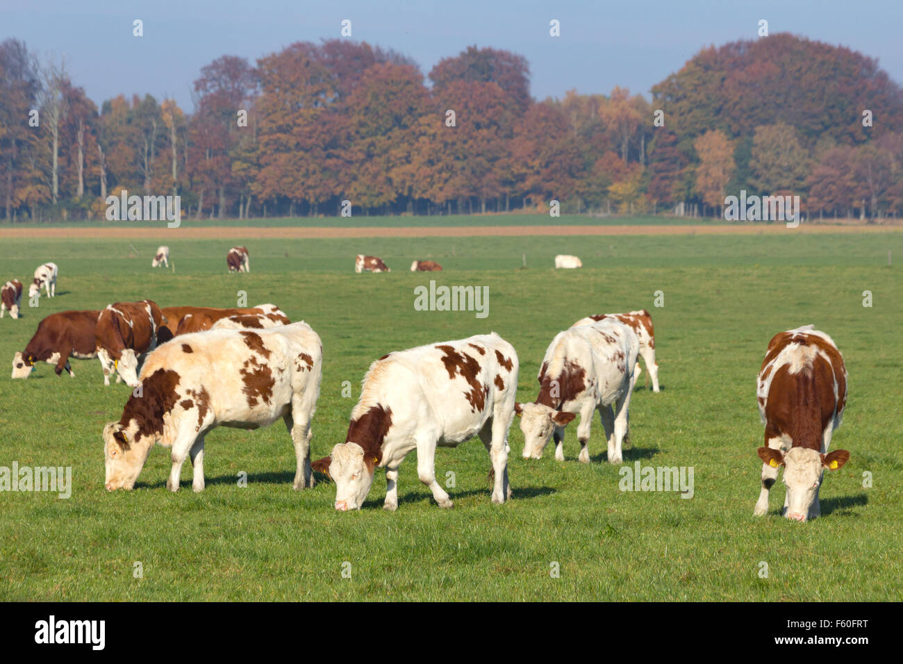 Rosso e bianco vacche Holstein su terreno coltivato in Olanda Foto Stock
