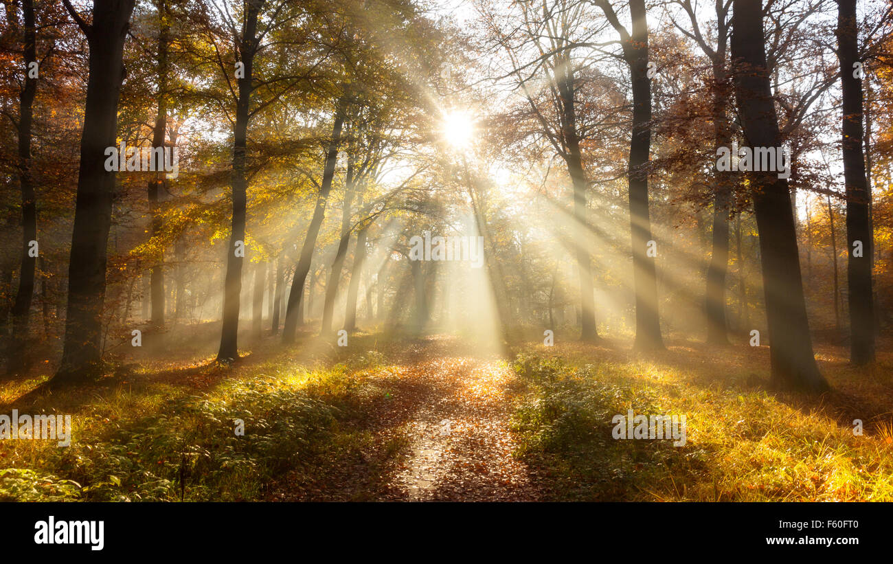 La luce del sole attraverso gli alberi in una foresta in autunno Foto Stock