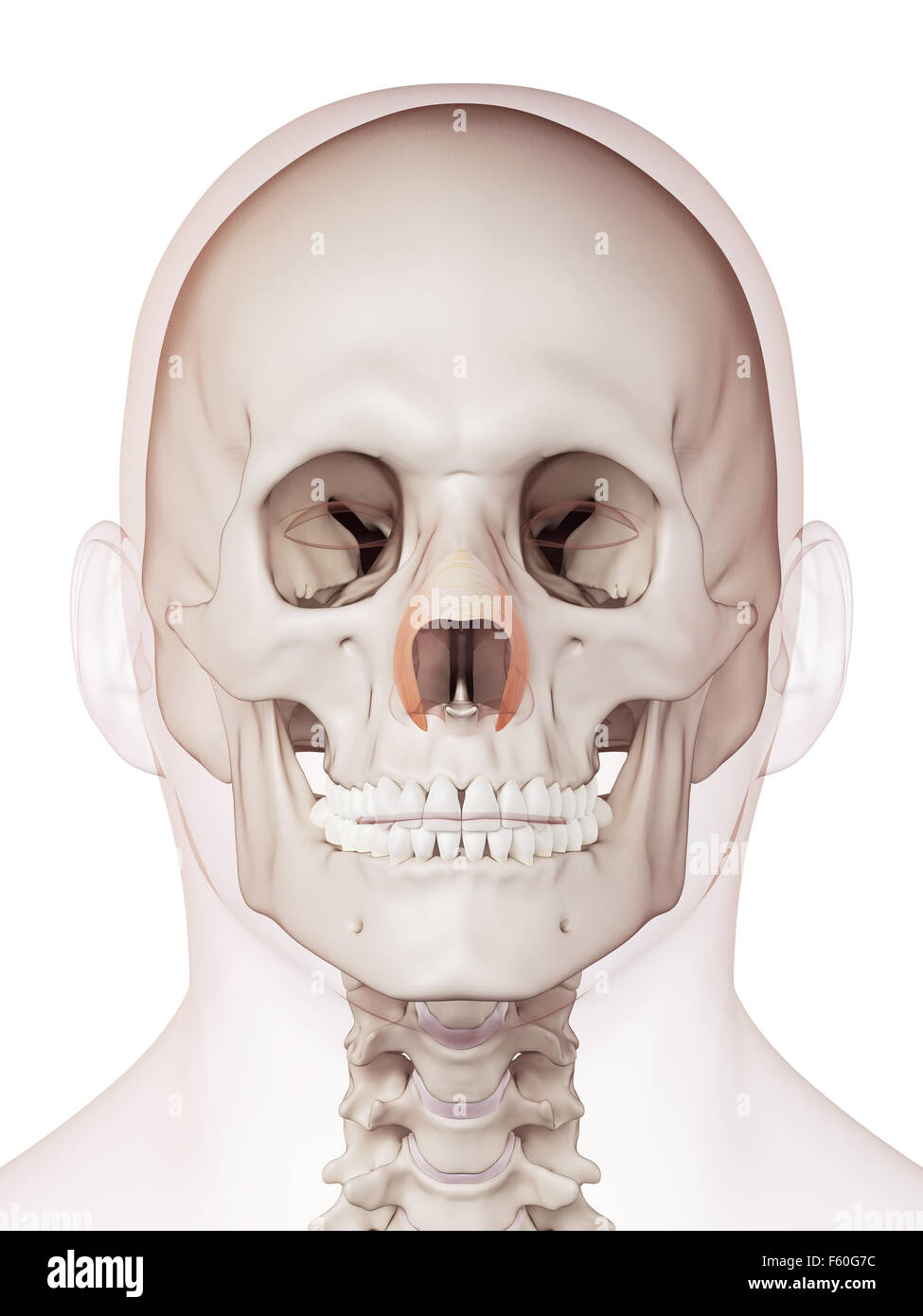 Dal punto di vista medico il muscolo accurata illustrazione del nasalis trasversale Foto Stock