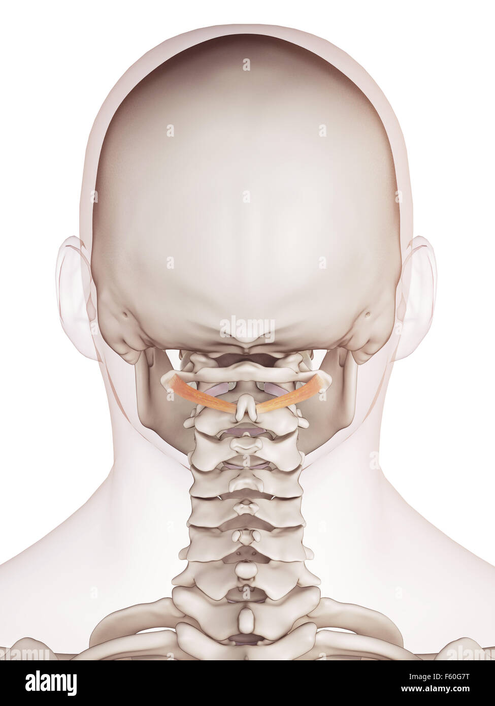 Dal punto di vista medico il muscolo accurata illustrazione del obliquus capitis inferiore Foto Stock