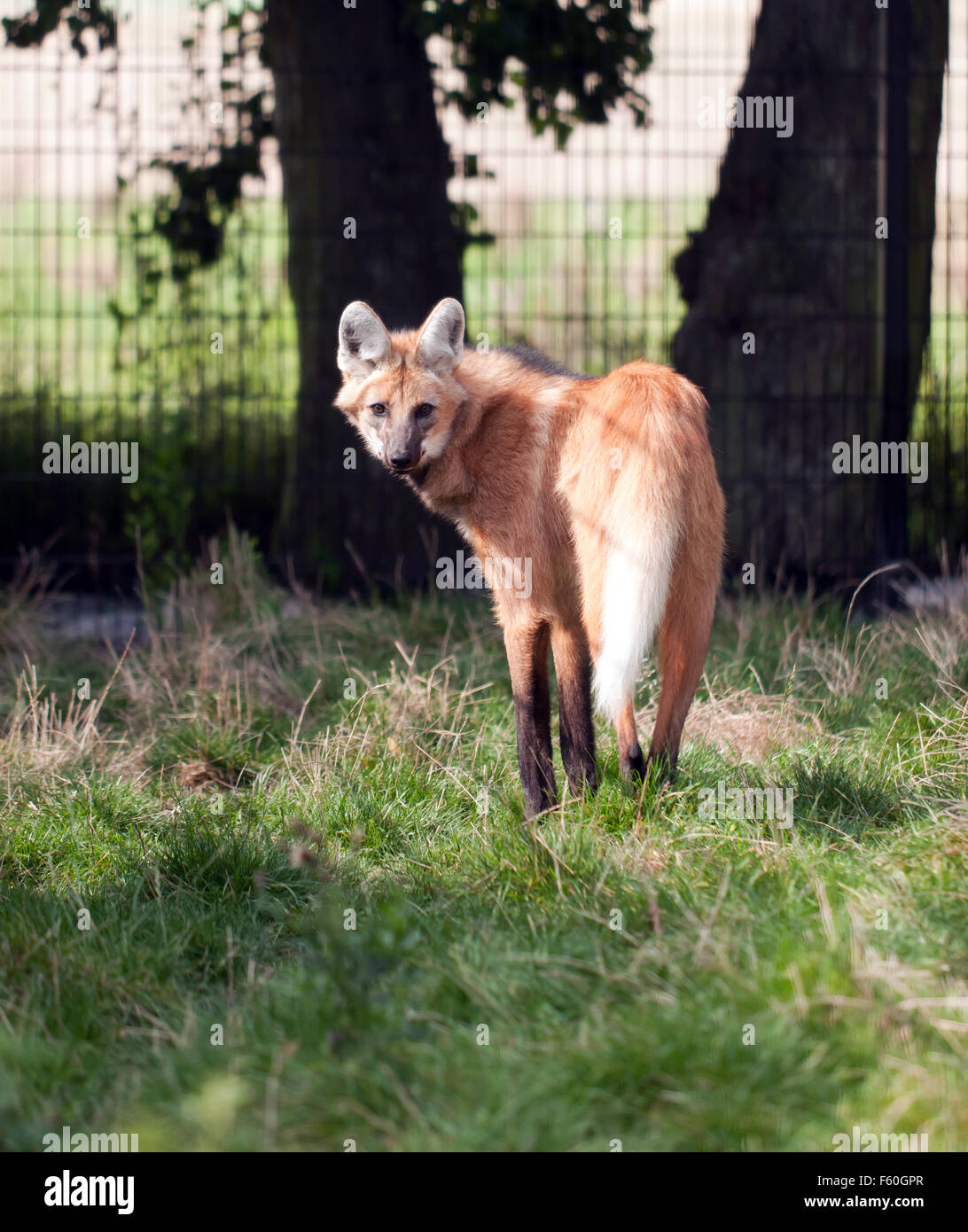 Il crisocione (Chrysocyon brachyurus), nel suo involucro in corrispondenza della specie rare Conservation Centre, Sandwich, Kent. Foto Stock