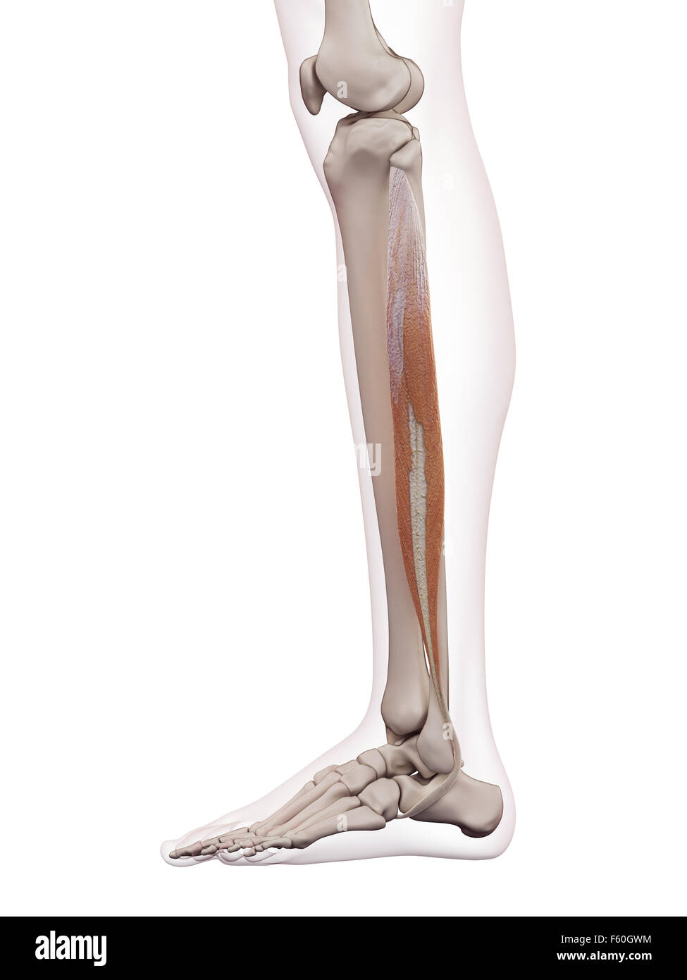 Dal punto di vista medico il muscolo accurata illustrazione del peroneus longus Foto Stock