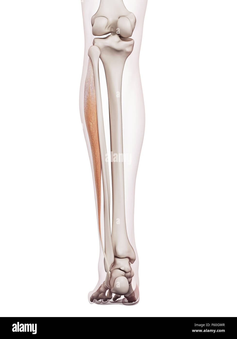 Dal punto di vista medico il muscolo accurata illustrazione del peroneus longus Foto Stock