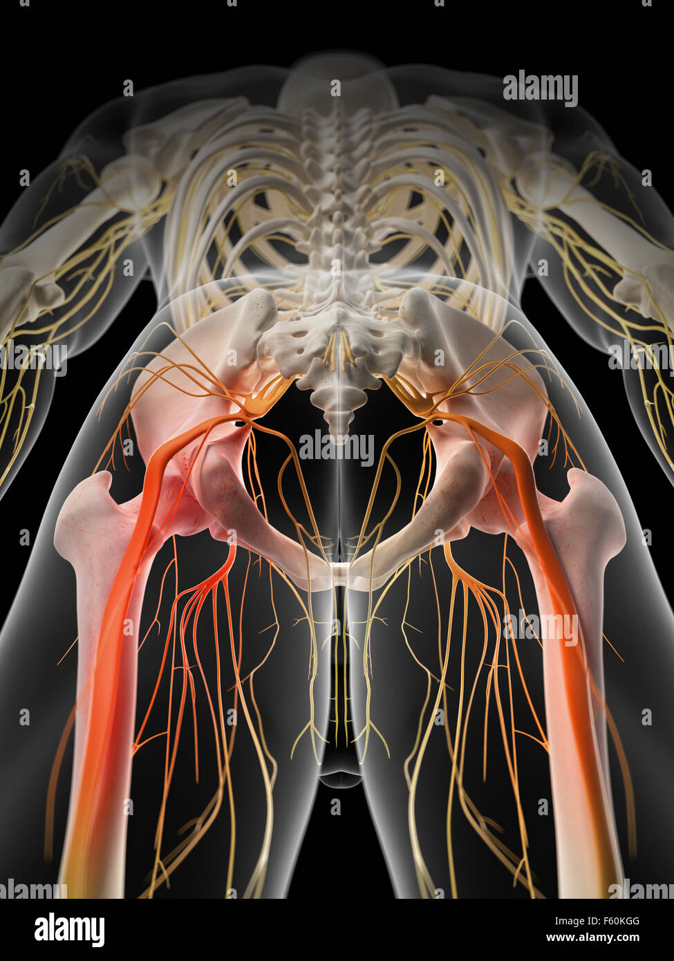 Dal punto di vista medico illustrazione accurata - dolorosa del nervo sciatico Foto Stock