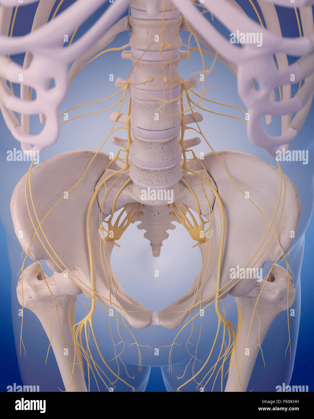 Dal punto di vista medico illustrazione accurata - nervi dell'anca Foto Stock