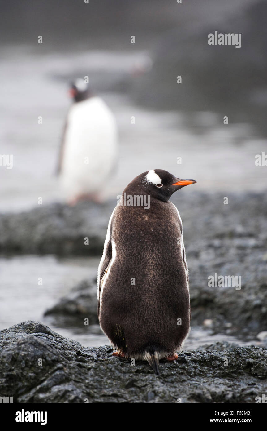 Gentoo Penguin, Antartide Foto Stock