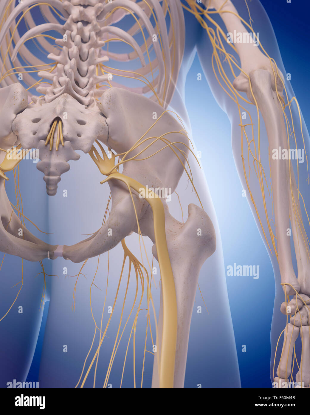 Dal punto di vista medico illustrazione accurata - il nervo sciatico Foto Stock