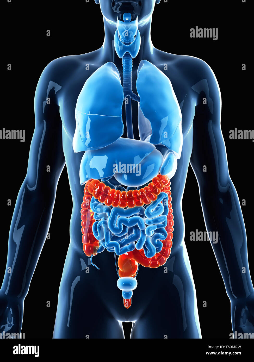 Dal punto di vista medico illustrazione accurata del colon Foto Stock