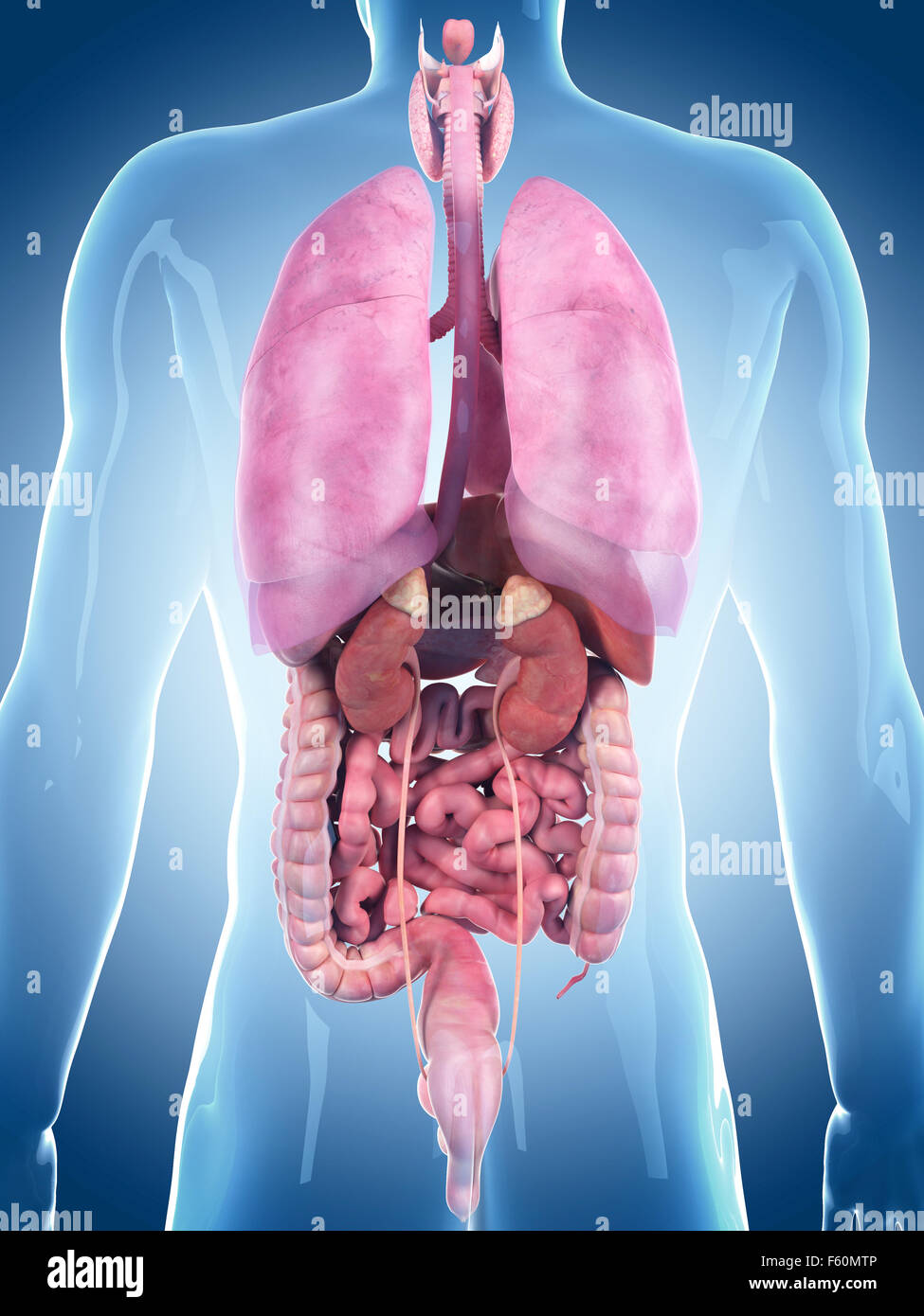 Dal punto di vista medico illustrazione accurata degli organi umani Foto Stock