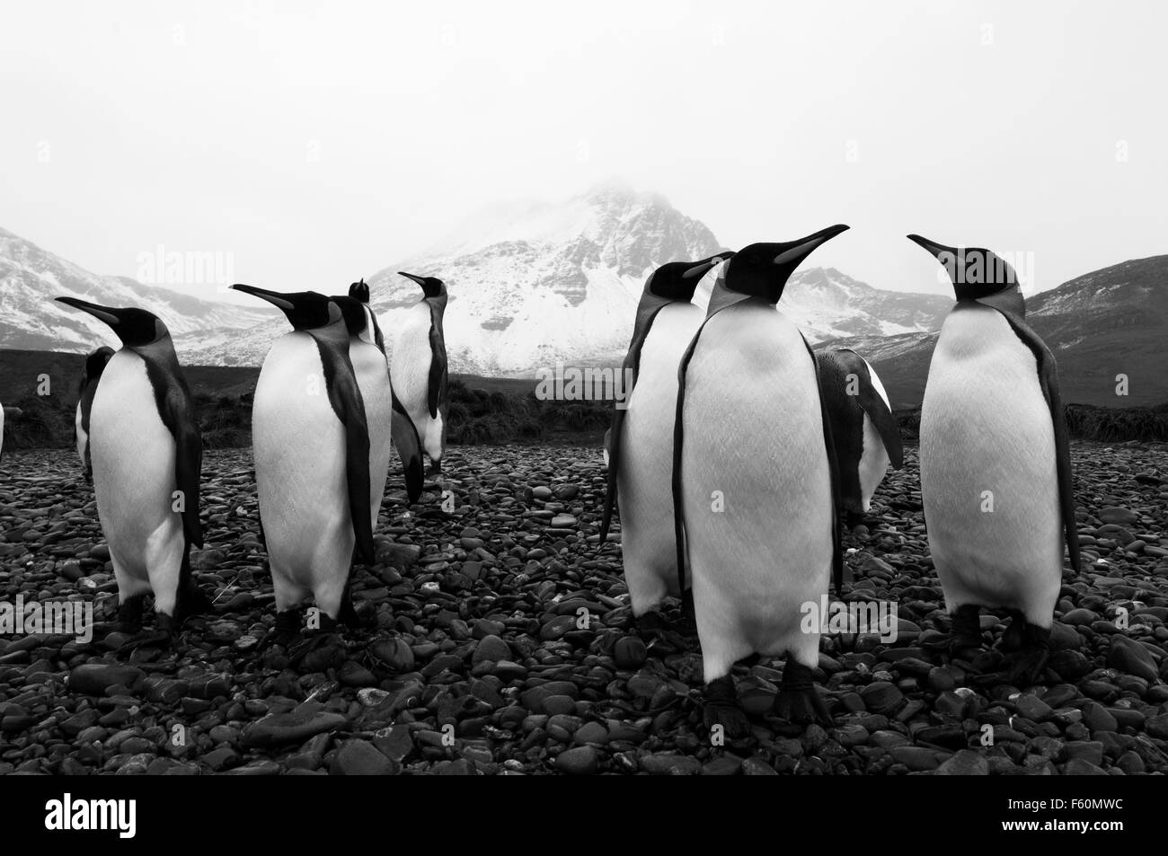 Re pinguino, Antartide Foto Stock