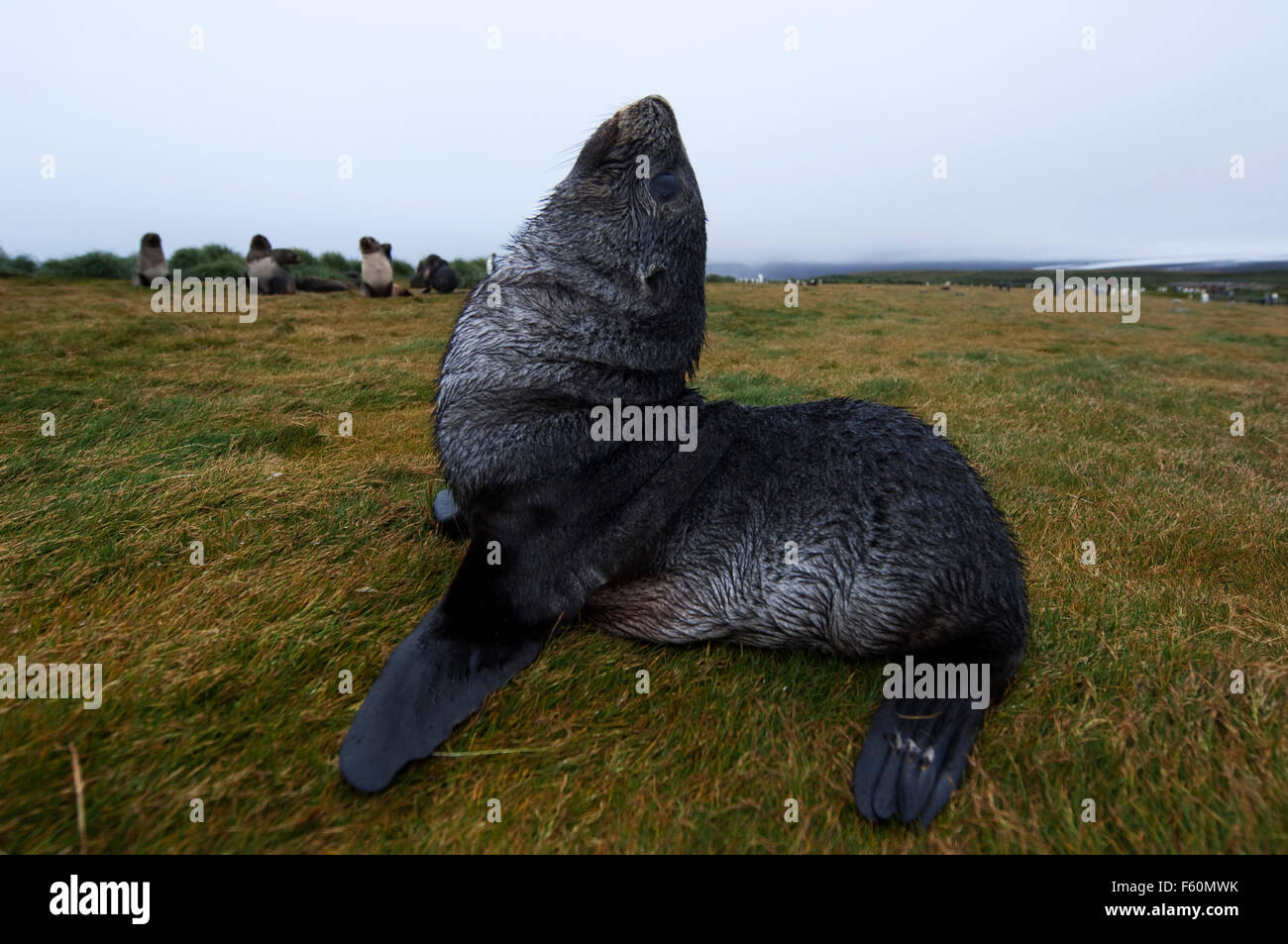 Antartico pelliccia sigillo, Antartide Foto Stock