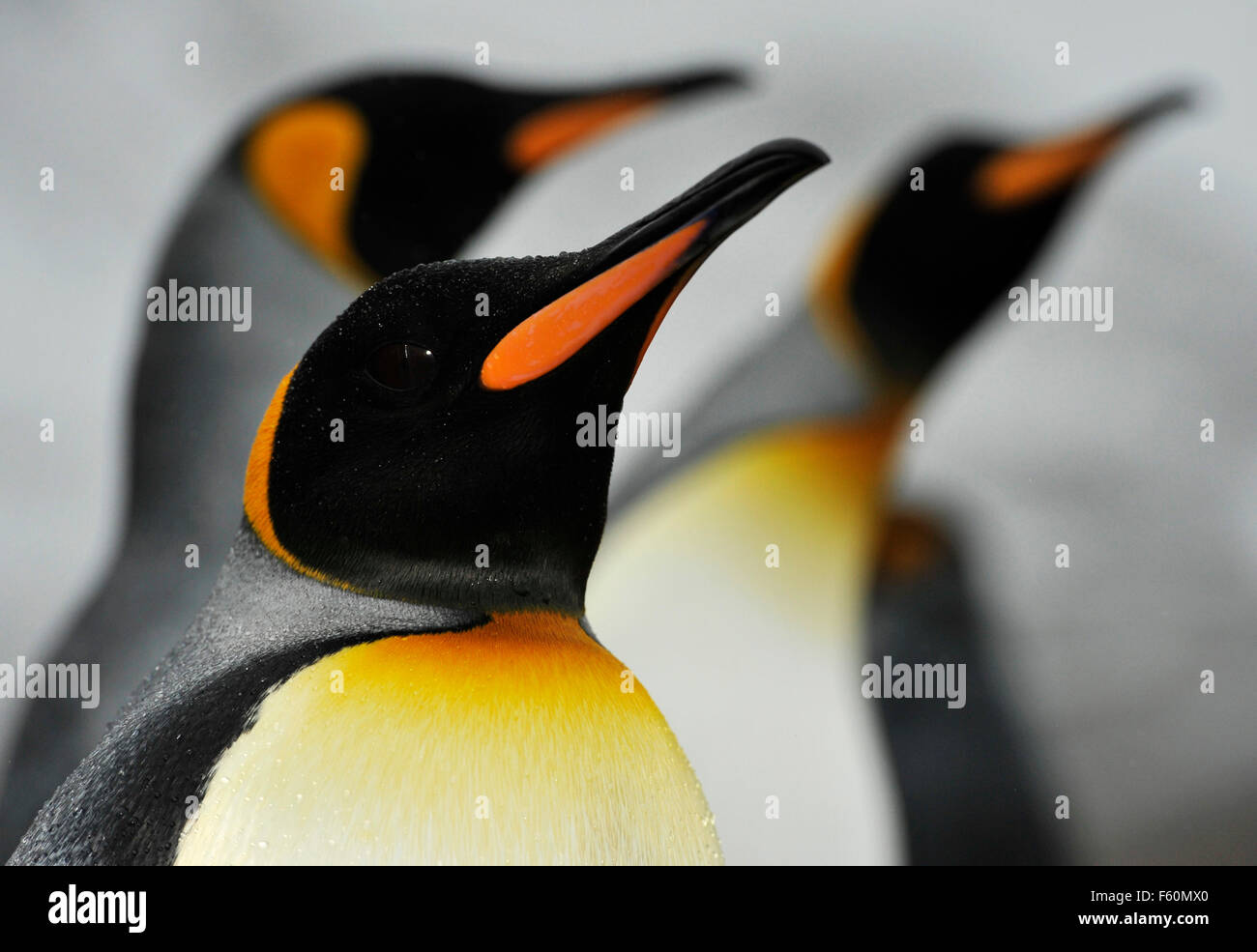 Re pinguino, Antartide Foto Stock