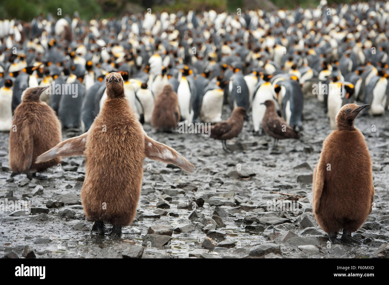 Re pinguino, Antartide Foto Stock