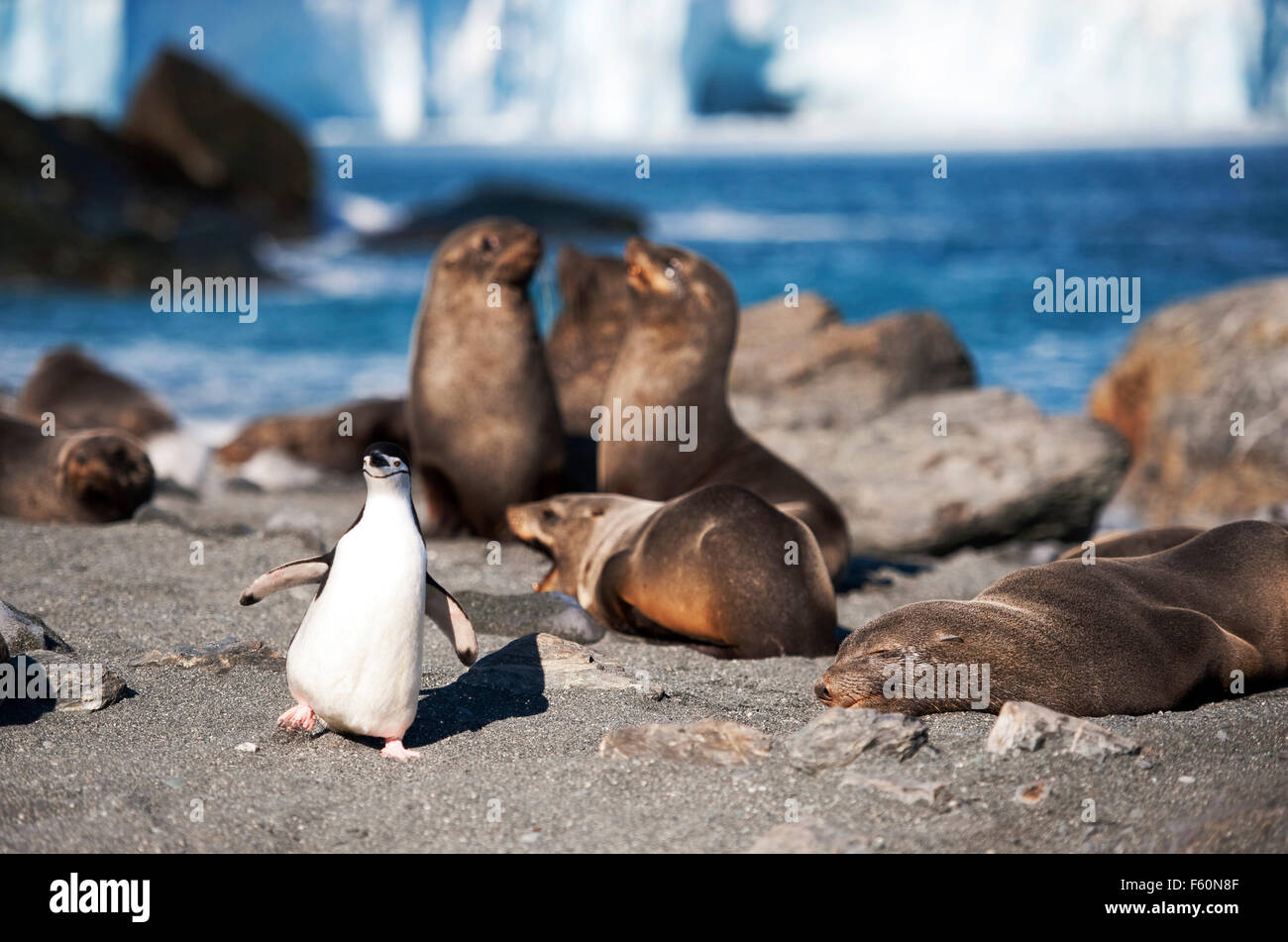 Pinguini Chinstrap e Antartico pelliccia sigillo su Elephant Island Foto Stock