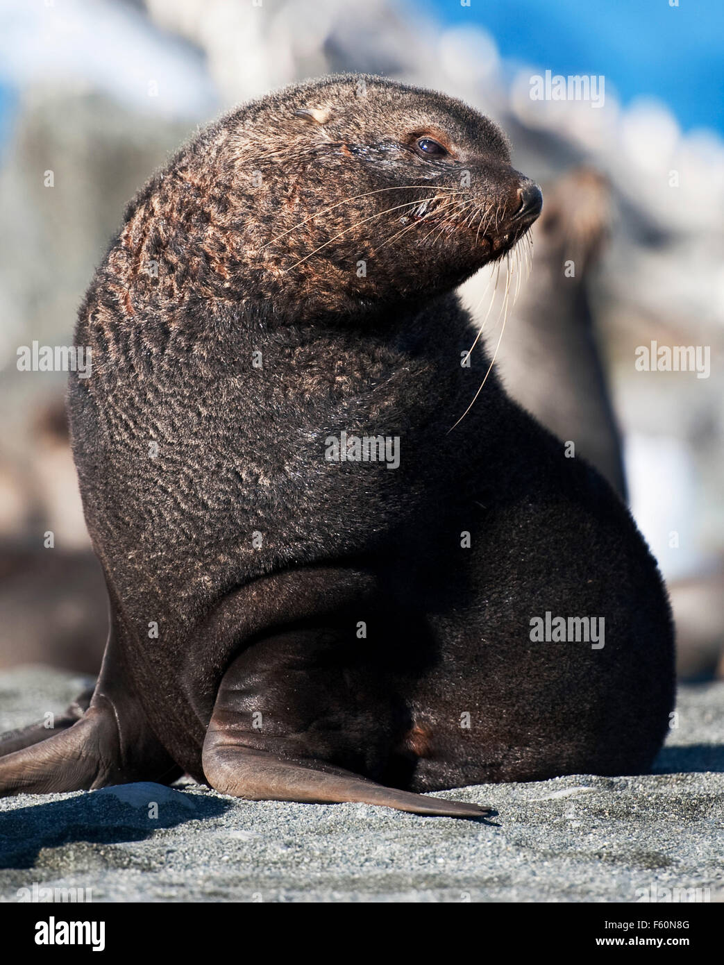 Antartico pelliccia sigillo su Elephant Island Foto Stock