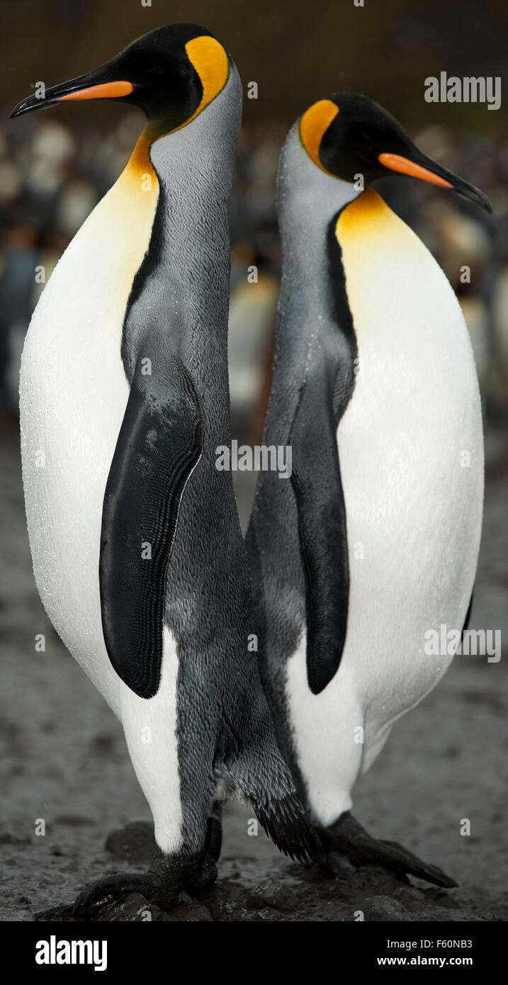 Pinguino reale Foto Stock