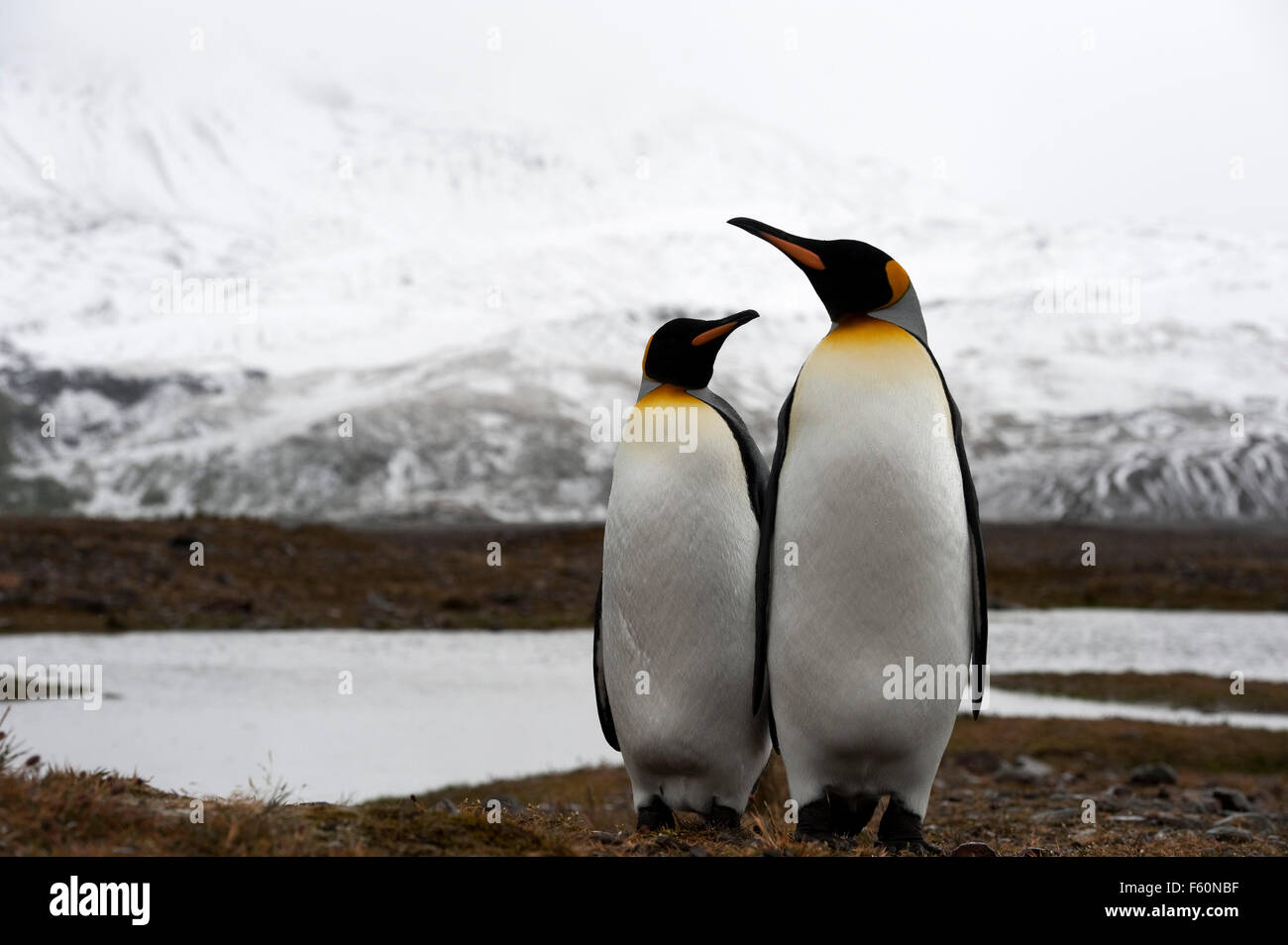 Pinguino reale Foto Stock