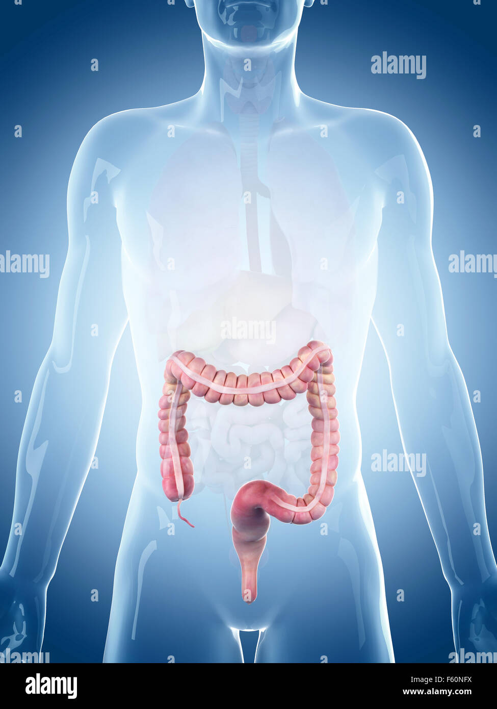 Dal punto di vista medico illustrazione accurata del colon Foto Stock