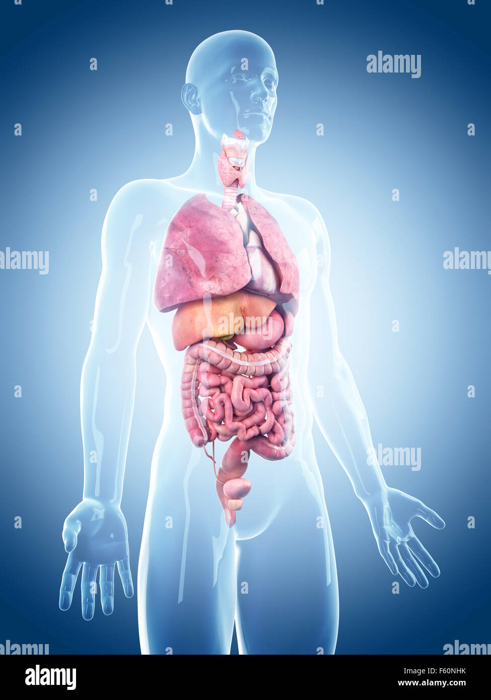 Dal punto di vista medico illustrazione accurata degli organi umani Foto Stock