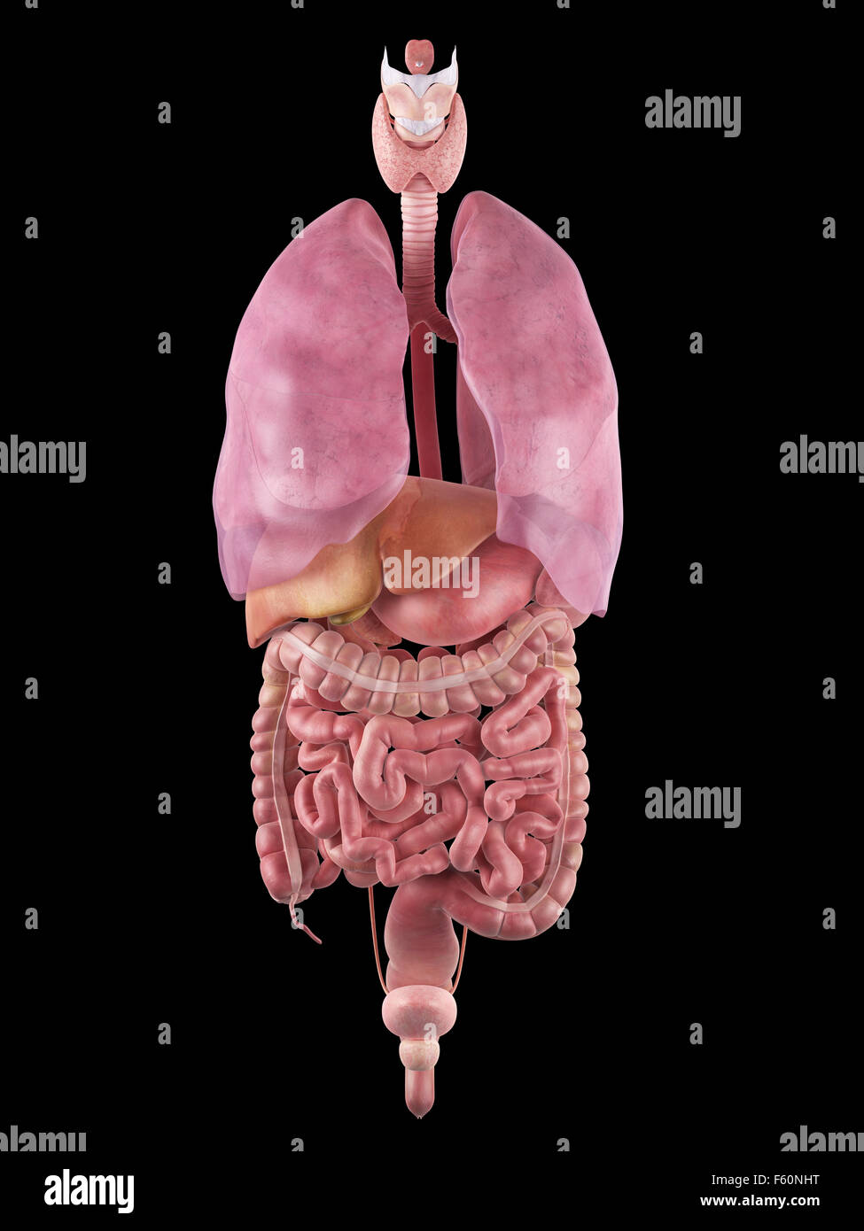 Dal punto di vista medico illustrazione accurata degli organi umani Foto Stock
