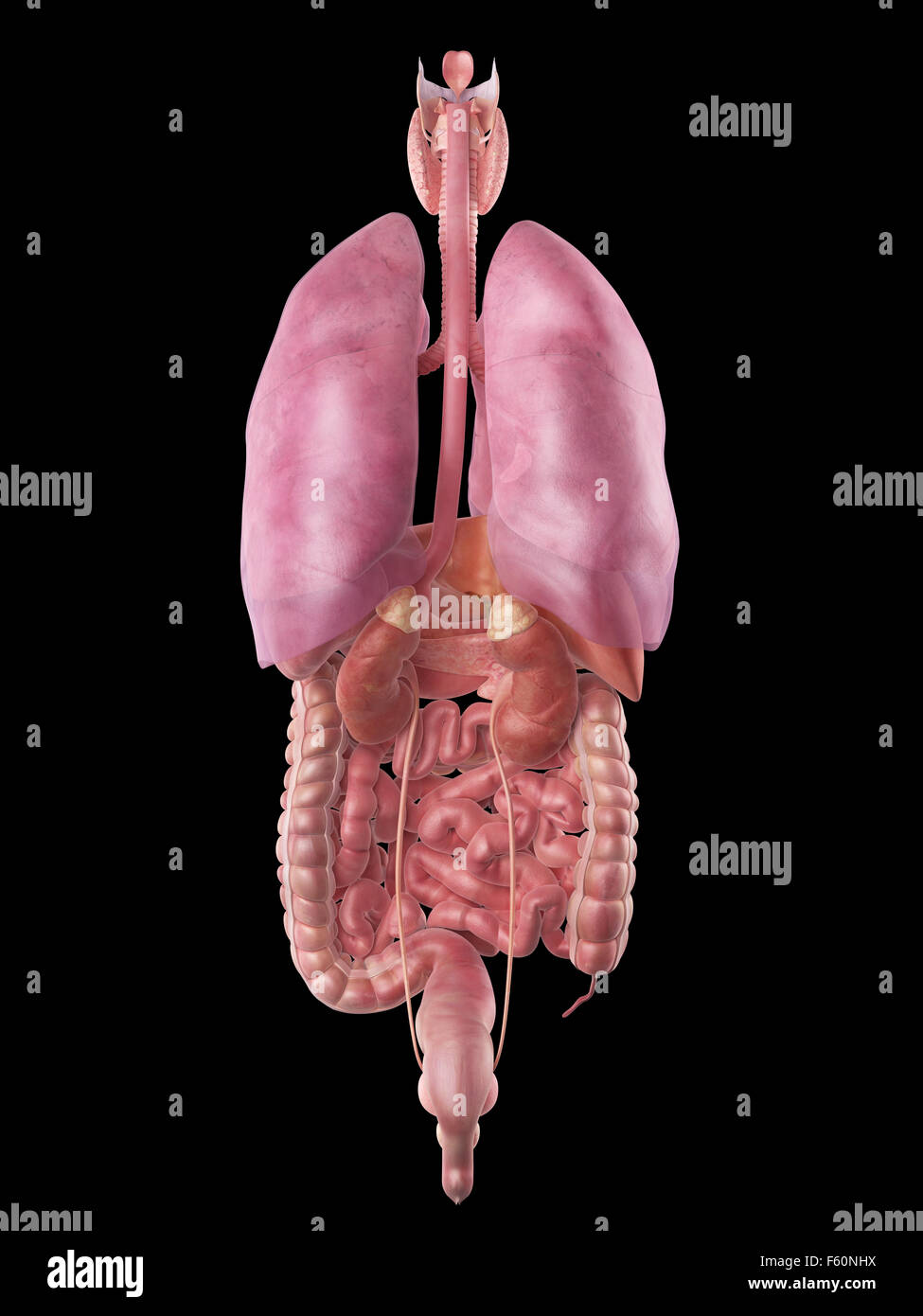 Dal punto di vista medico illustrazione accurata degli organi umani Foto Stock