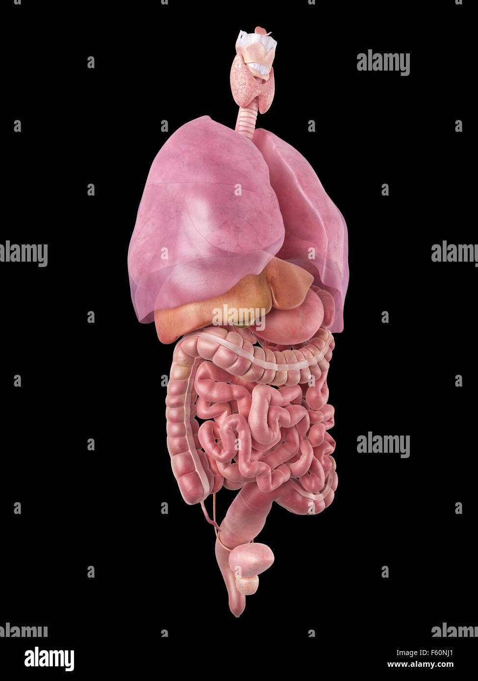 Dal punto di vista medico illustrazione accurata degli organi umani Foto Stock