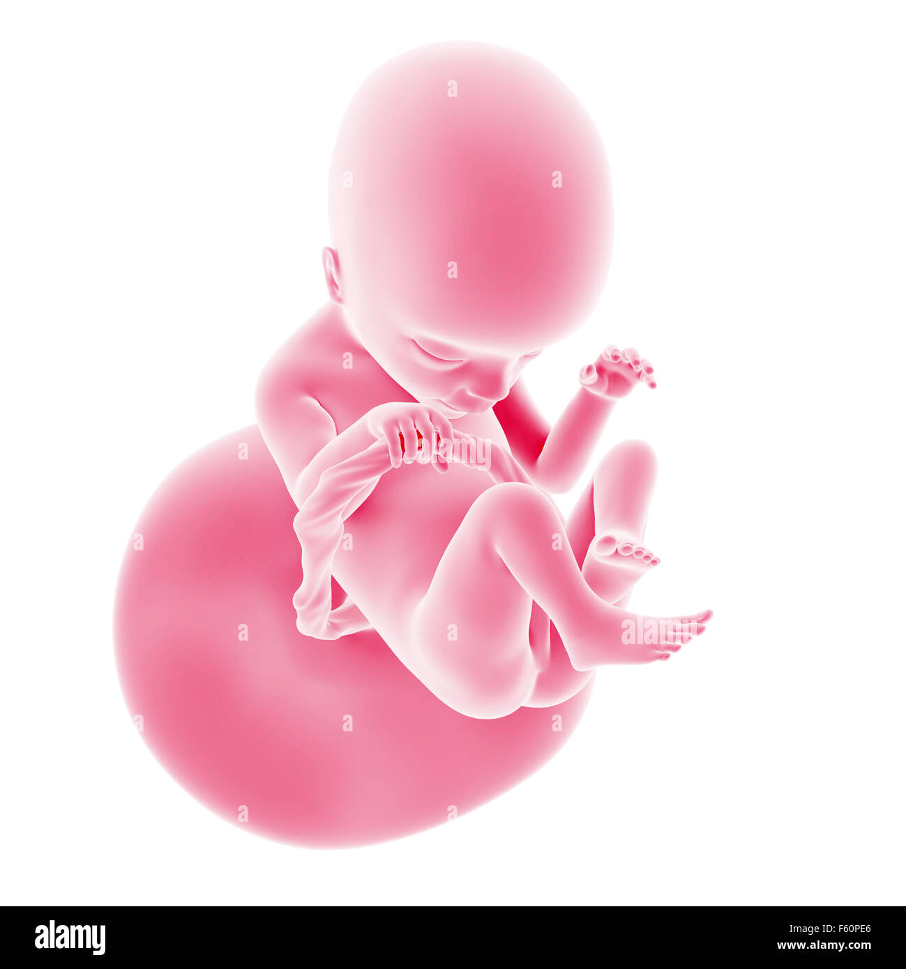 Illustrazione della lo sviluppo fetale - Settimana 18 Foto Stock