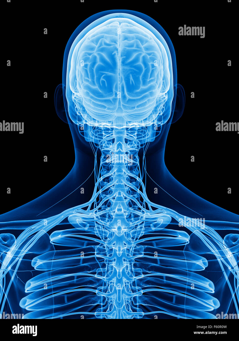 Dal punto di vista medico illustrazione accurata dei nervi Foto Stock