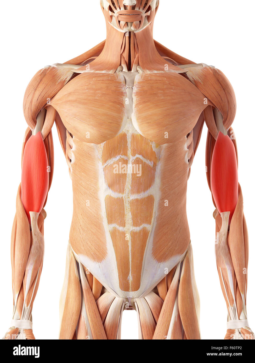 Dal punto di vista medico illustrazione accurata del brachialis Foto Stock