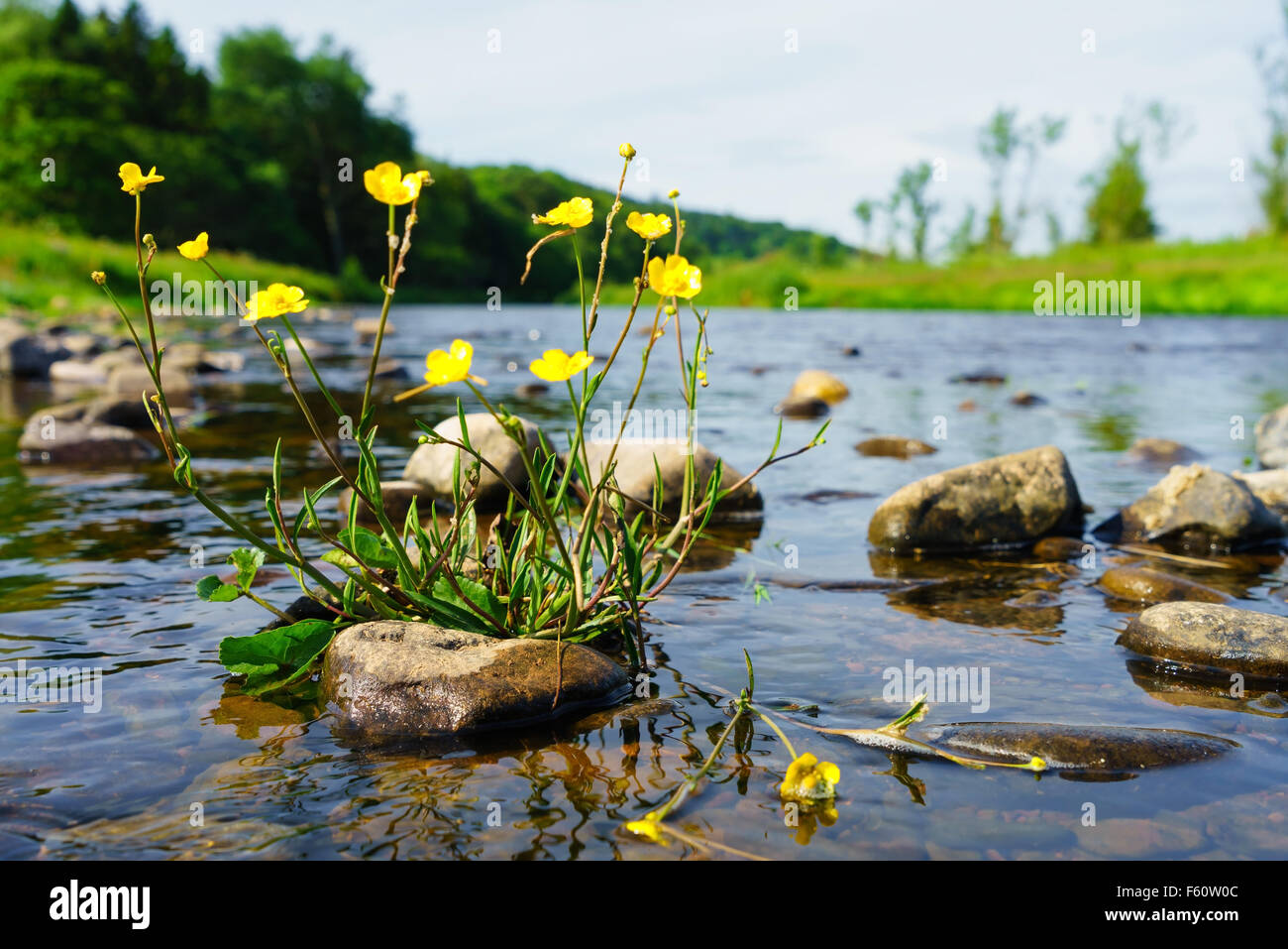 Giallo celandine (Ranunculus ficaria) fiori crescono in un flusso in Scozia. Foto Stock