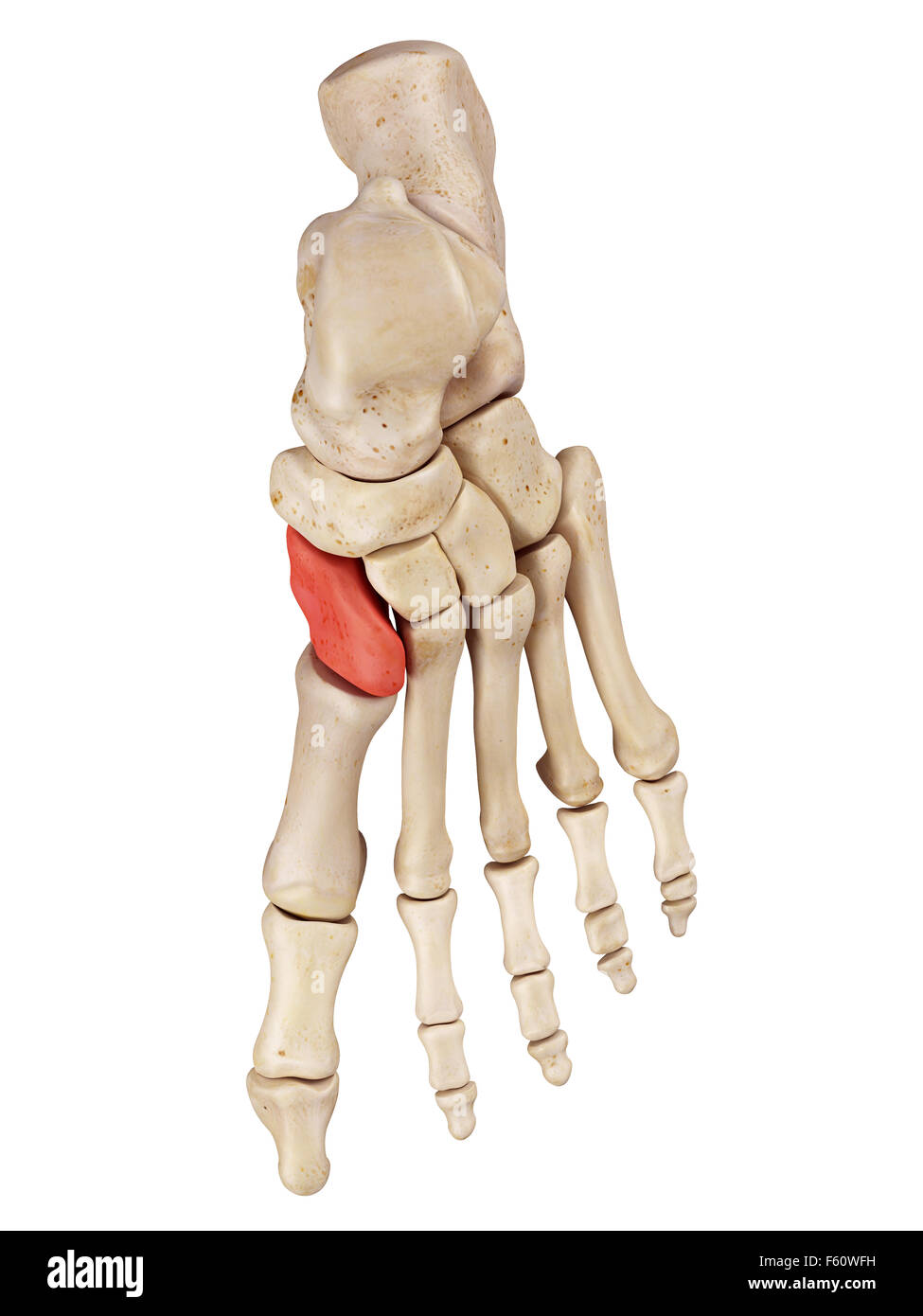 Medical accurata illustrazione del mediale osso cuneiforme Foto Stock